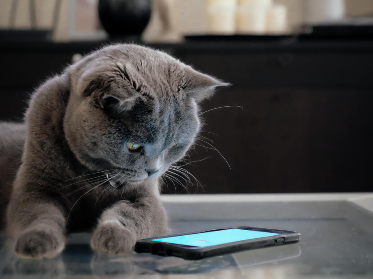 猫じゃらしの人気アプリ3選と猫用アプリ4選！ぜひ、お試ししませんか？