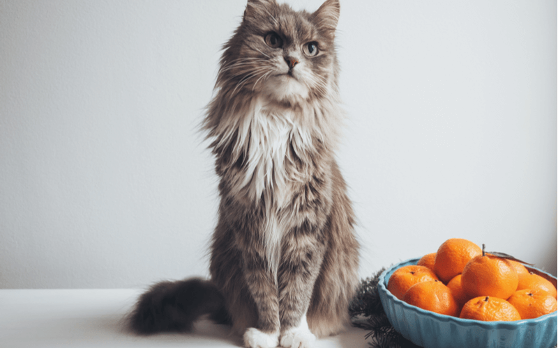 猫は柑橘類の匂いが嫌いで食べると中毒を引き起こす？与える時の4つの注意点もご紹介！