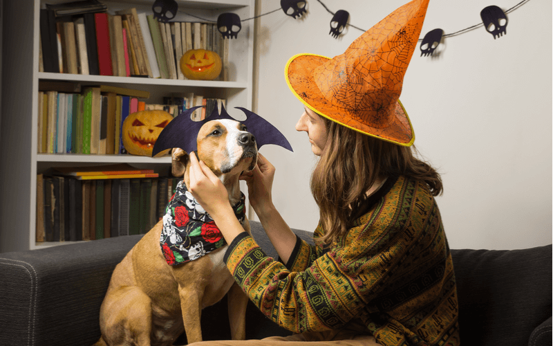 愛犬とハロウィンを満喫しよう！衣装やお菓子はどうしたらいい？