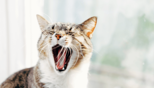 猫の口臭が臭う！考えられる2つの原因と3つの改善策について