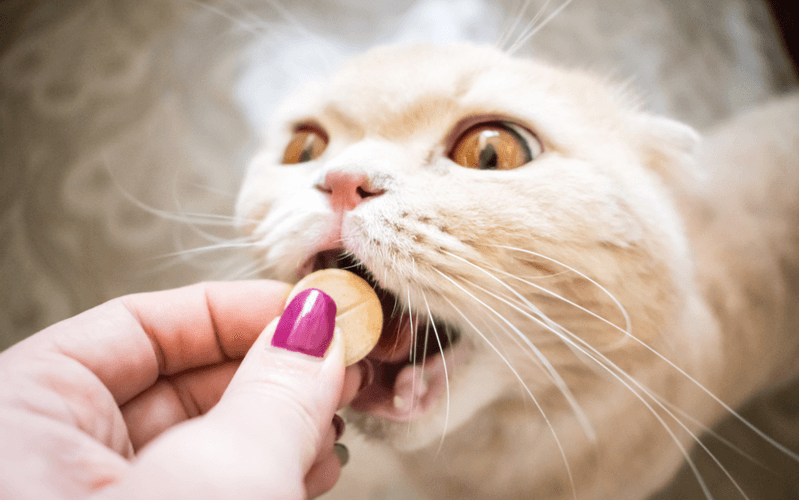 猫の口臭が臭う！その原因と改善策を紹介