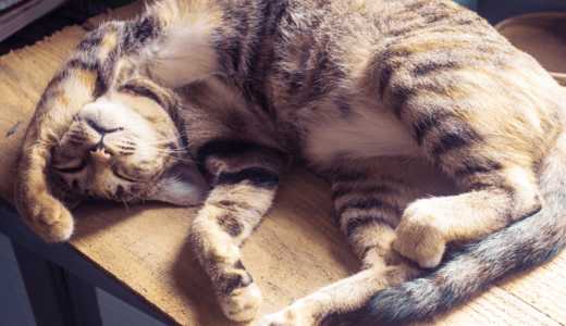 猫の寝相は心理的な意味があった！仰向けになる姿はリラックスしている証拠？