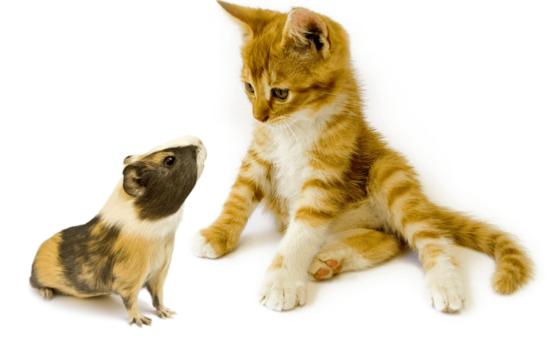 ハムスターと猫は仲良く一緒に暮らすことができるの？