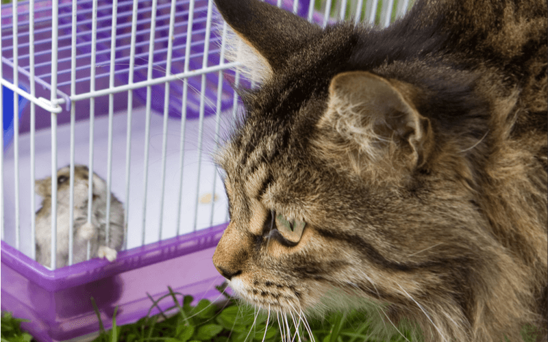 ハムスターと猫は仲良く一緒に暮らすことができるの？