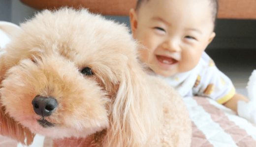 赤ちゃんと犬は一緒に暮らしても大丈夫？共同生活のメリットと注意点