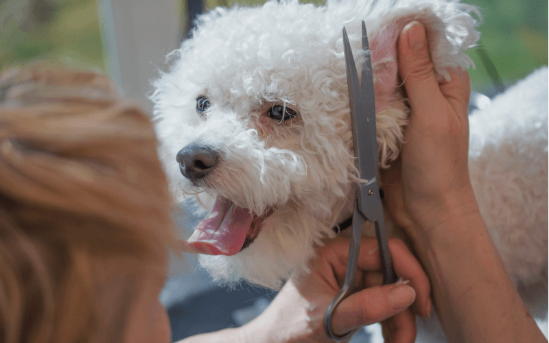 犬の耳掃除は病気予防になる？自宅でのケア方法と犬種別の注意点