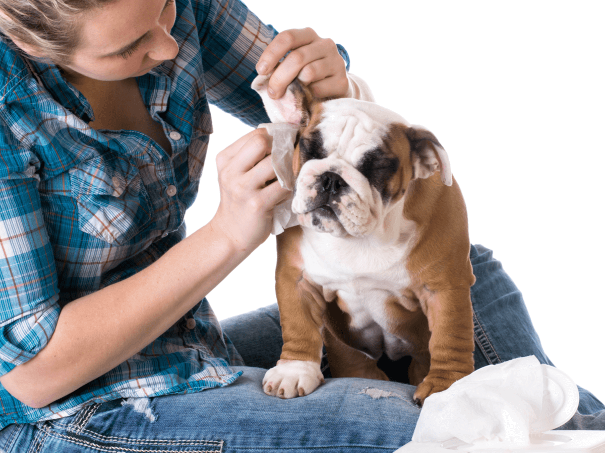 犬の耳掃除は病気予防になる？自宅でのケア方法と犬種別の注意点