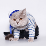 猫用の服を着せるときの注意点3つ！作り方や可愛いだけじゃない実用服も