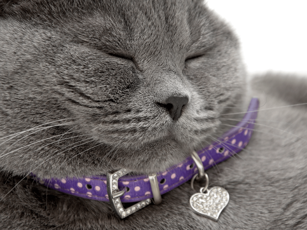 手術後の猫用の代替電子首輪 5 選