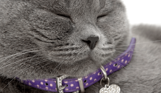 猫用首輪のおしゃれでかわいい商品20選！安全性のあるおすすめ商品の選び方