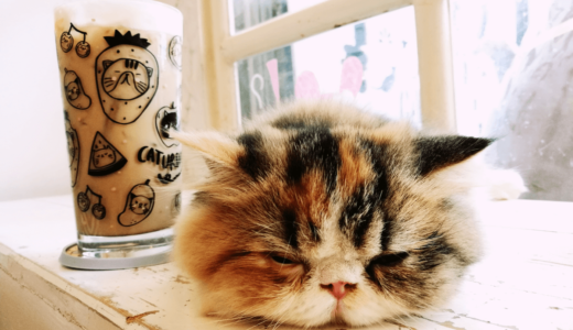 難波の猫カフェおすすめ6選！日頃の疲れを癒しに行ってみよう