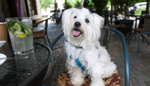 ドッグカフェに愛犬を連れて行くときの注意点4つ！犬を飼っていない人でも楽しめるお店もある？
