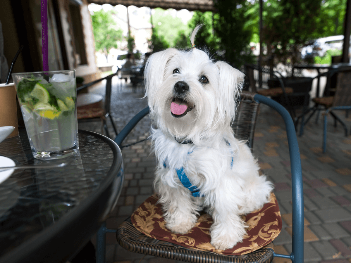 ドッグカフェに愛犬を連れて行くときの注意点4つ！犬を飼っていない人でも楽しめるお店もある？