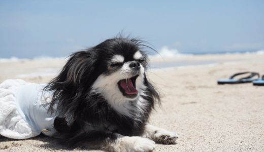 犬があくびをするのは人間を試している証拠！？考えられる6つの理由とは