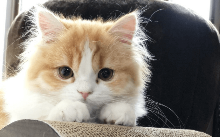 紫陽花にキラキラねこ(=^_^=)2.7センチくるみボタン☆ヘアゴム2