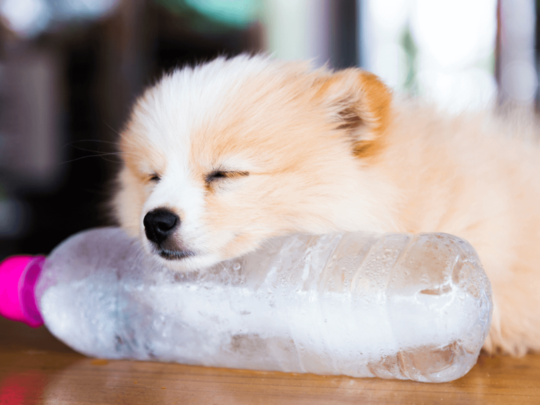 犬の夏の安全に関する 7 つのヒント