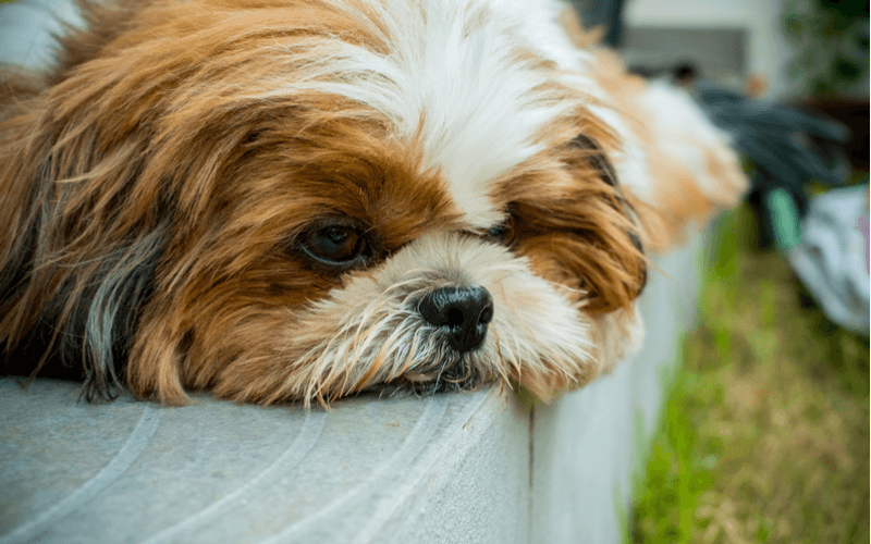 犬も夏バテをするの？その症状と対策について徹底解説！