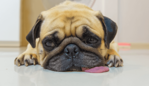 犬の鼻で今の健康状態がわかるって本当？鼻血・鼻水から考えられる病気と2つの保湿方法とは