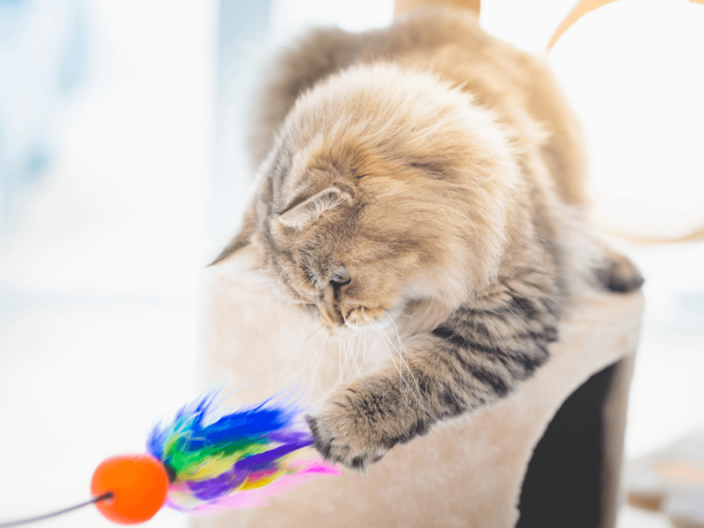 猫にはどのくらいの運動量が必要なのでしょうか？