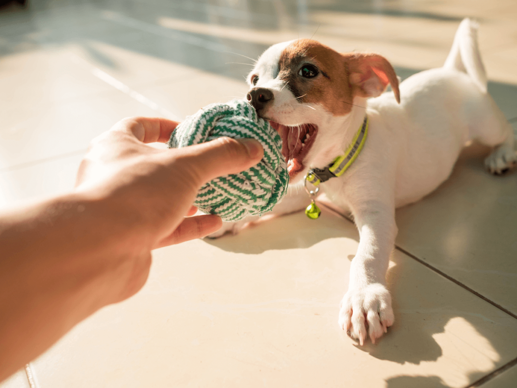 愛犬に手作りおもちゃをプレゼントしよう 5つのポイントとアイディア5選をご紹介 Poppet ポペット ペット大好き