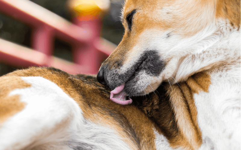 犬が舐めるのは愛情表現だけじゃない？舐める場所で分かる犬の気持ちを知ろう！