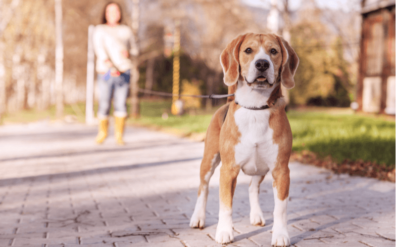 散歩中に犬が引っ張るのはなぜ？その原因と改善法を紹介