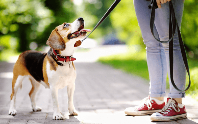 散歩中に犬が引っ張るのはなぜ？その原因と改善法を紹介