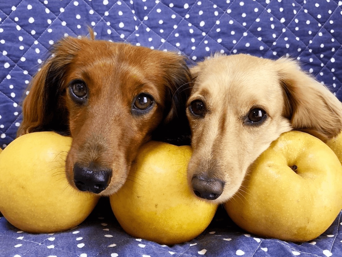 犬に梨はok 与える際の注意点5つを把握しておこう Poppet ポペット ペット大好き