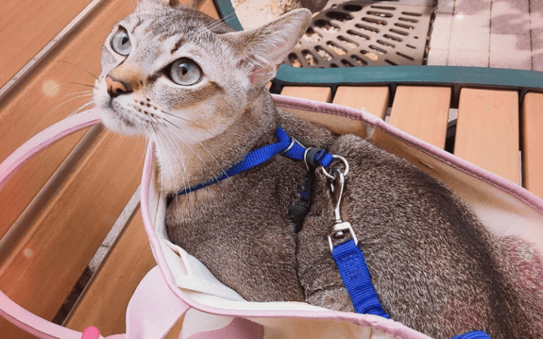 猫のリードは活用術を身につけると役立つ！？その選び方とおすすめ商品4選 poppet（ポペット）ペット大好き