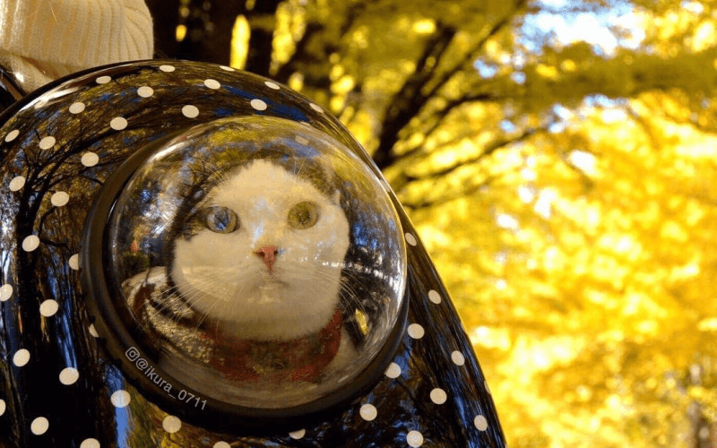 おしゃれで可愛い！宇宙船型の猫キャリーリュック3選！