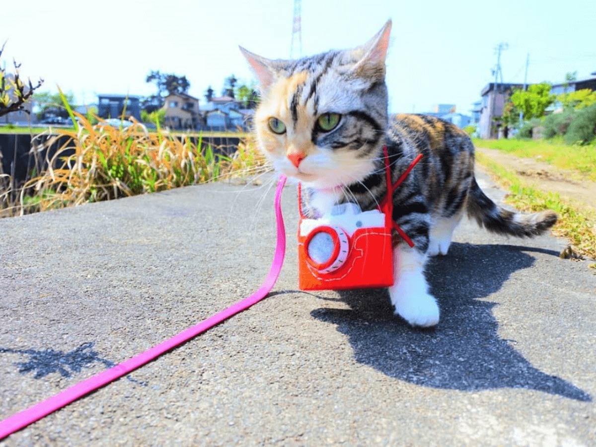 猫のリードは活用術を身につけると役立つ！？その選び方とおすすめ商品4選 poppet（ポペット）ペット大好き