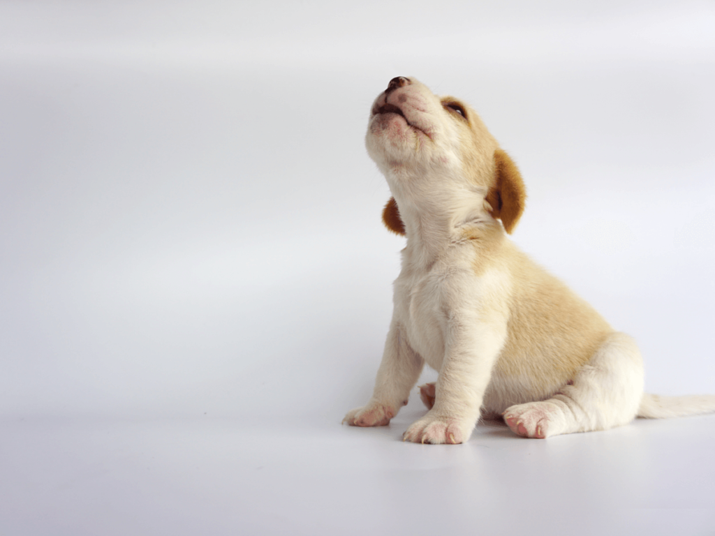 犬の甘え鳴きが可愛いを通り越してうるさい 6パターンの対処法とやってはいけないこと Poppet ポペット ペット大好き