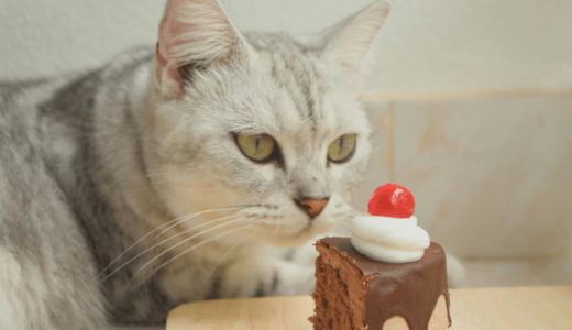 猫がチョコレートを食べてはいけない理由は？誤食時の処置を把握して最悪の事態を避けよう