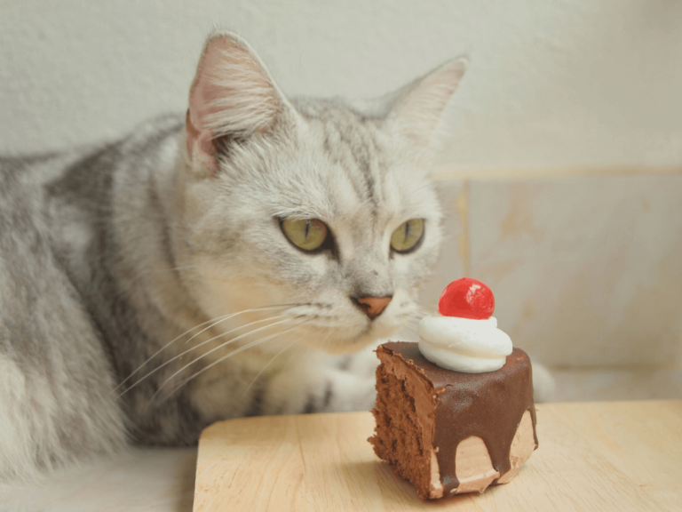 猫はチョコレートを食べても大丈夫？