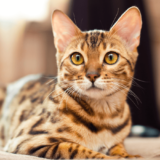 ベンガル 猫
