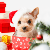 愛犬へのクリスマスプレゼント