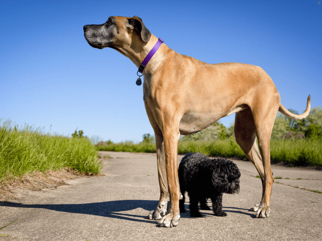 大型犬の種類とは？代表的な犬種の特徴と飼いやすさなどを解説【獣医師監修】|ワンクォール