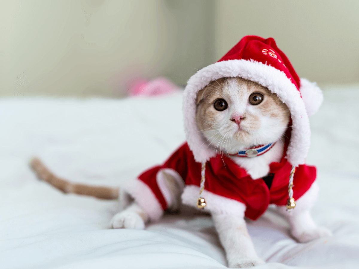 猫のクリスマスコスチューム