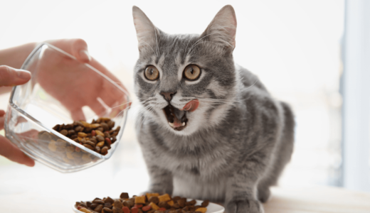 猫にあげるドライフードはどんなものがいい？食べないときの3つの対処法とおすすめ商品9選