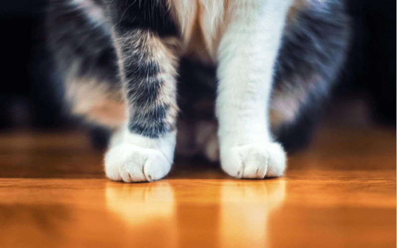 猫のすり傷の処置方法は？肉球や鼻、足など部位ごとにすり傷の対処法を解説