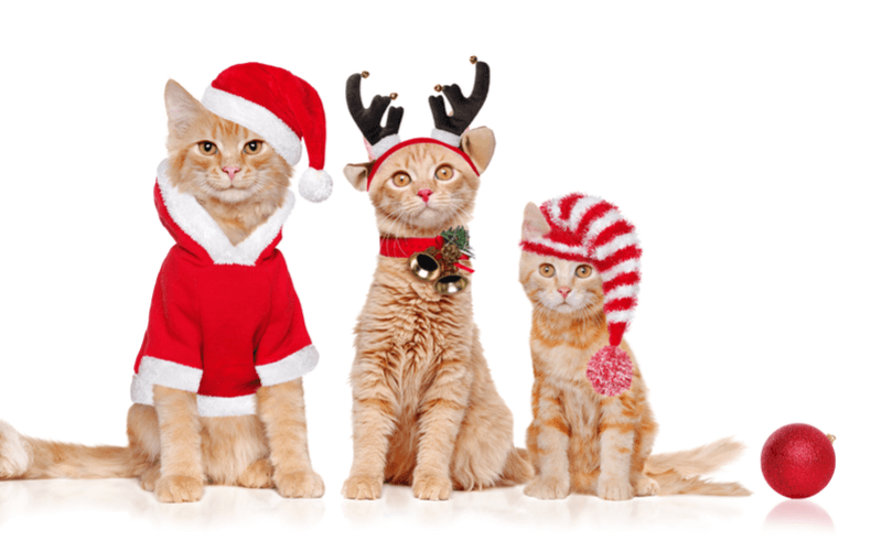 猫のクリスマスの服