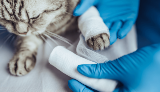 猫のすり傷の原因は？肉球・鼻・足など部位ごとにすり傷の処置方法を解説！