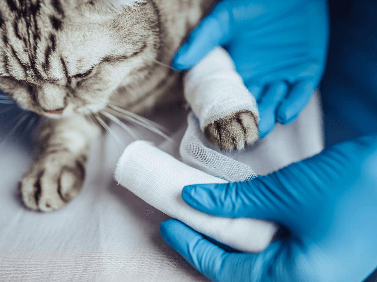 猫のすり傷の処置方法は？肉球や鼻、足など部位ごとにすり傷の対処法を解説
