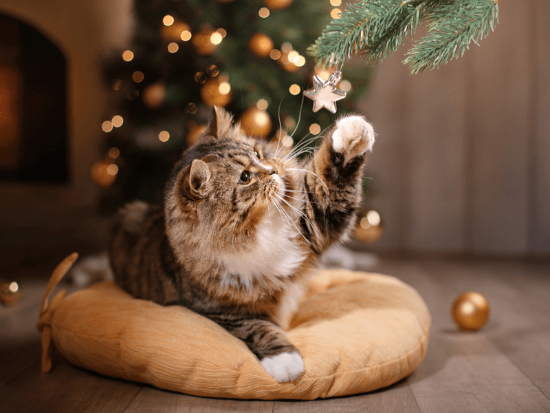 猫　クリスマス　プレゼント