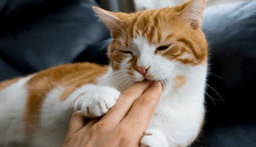 猫が腕に抱きつく理由と噛む意味は？心理を理解してもっと仲を深めよう！