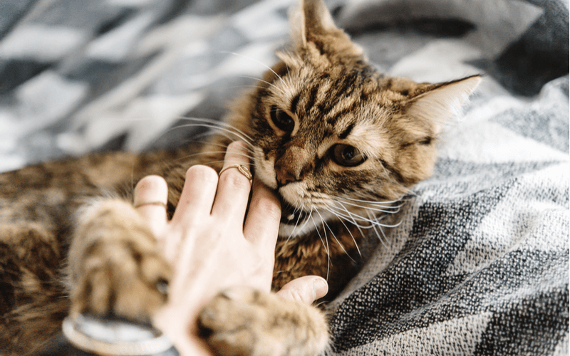 猫が腕に抱きつく理由と噛む意味は 心理を理解してもっと仲を深めよう Poppet ポペット ペット大好き
