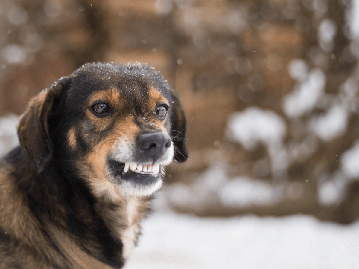 犬が低く唸る理由とは 噛ませないしつけの方法やコツを紹介 Poppet ポペット ペット大好き