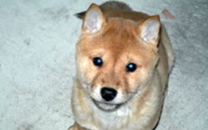 柴犬の種類は豊富！色や値段にはどんな違いがある？ | poppet ...