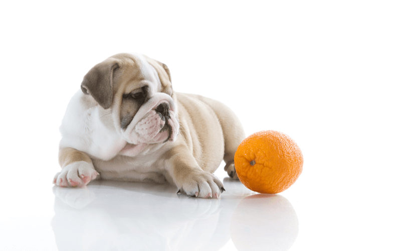 犬　オレンジ