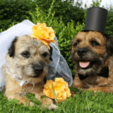 犬同士　結婚式